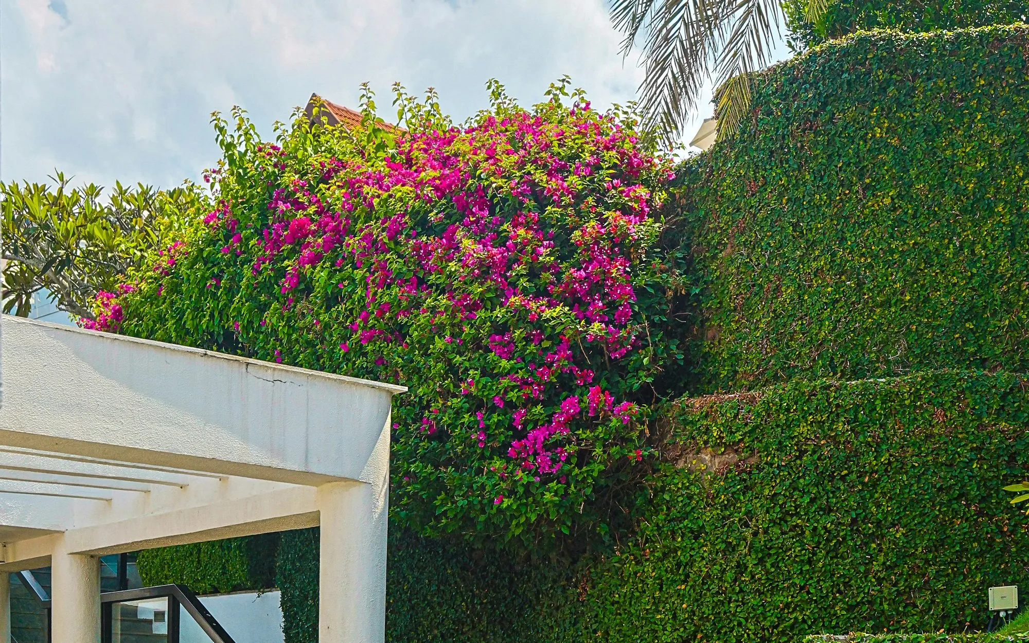 Hohe, dicht gewachsene Hecke als Grundstücksgrenze neben einer weissen Terrassenüberdachung